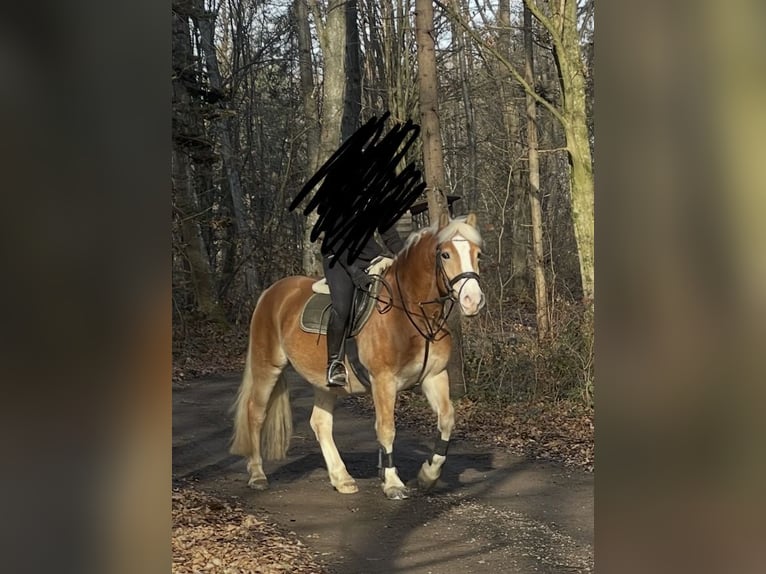 Haflinger / Avelignese Castrone 9 Anni 153 cm Sauro in Vogau