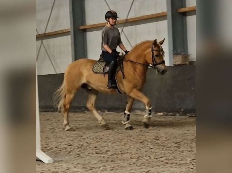 Haflinger / Avelignese Castrone 9 Anni 153 cm Sauro in Kaldenkirchen