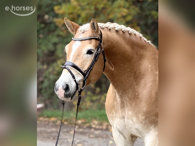 Haflinger / Avelignese Castrone 9 Anni 155 cm  in Schenklengsfeld