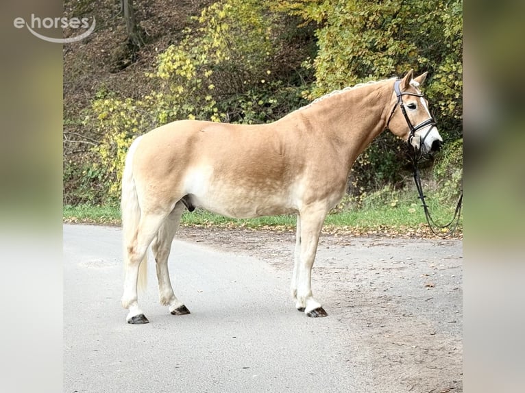 Haflinger / Avelignese Castrone 9 Anni 155 cm  in Schenklengsfeld