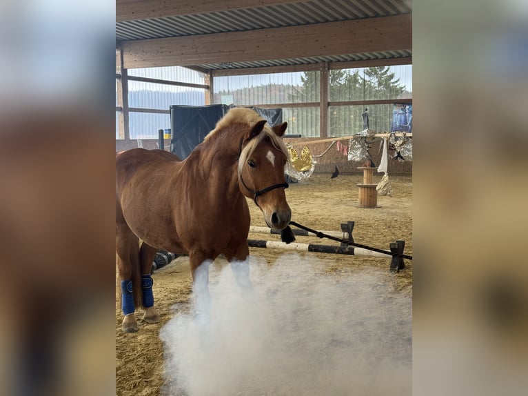 Haflinger / Avelignese Castrone 9 Anni 155 cm  in Lauf an der Pegnitz