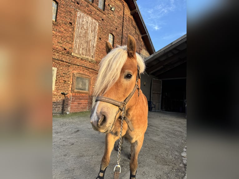 Haflinger / Avelignese Castrone 9 Anni 155 cm Sauro in Soest