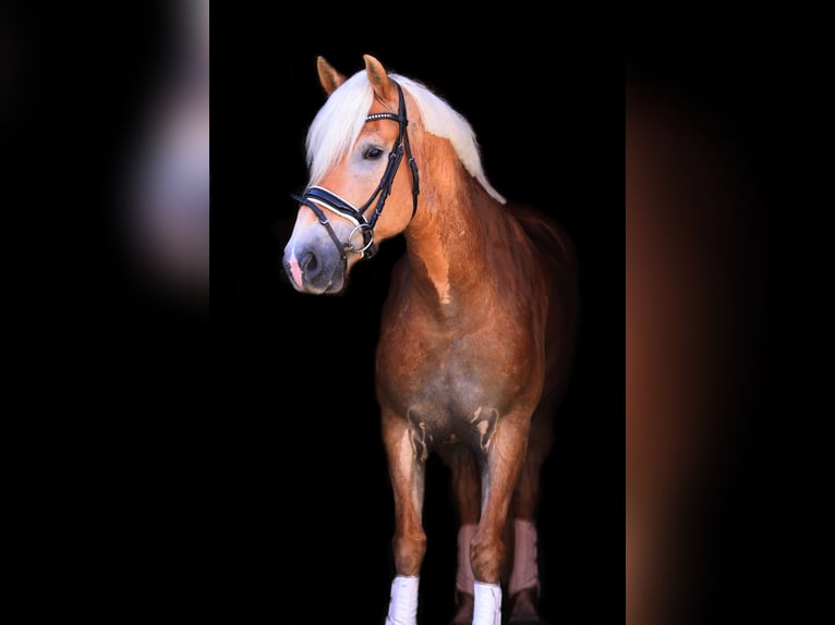 Haflinger / Avelignese Castrone 9 Anni 156 cm Sauro in St Marein bei Graz