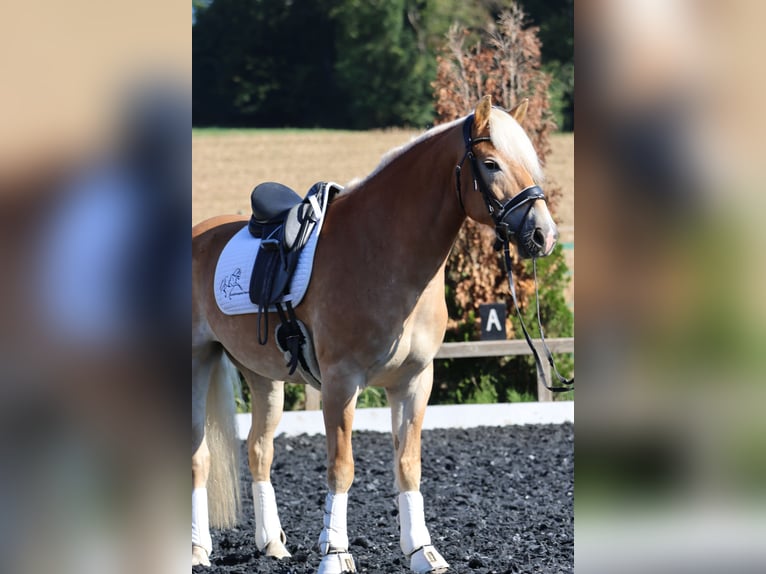 Haflinger / Avelignese Castrone 9 Anni 156 cm Sauro in St Marein bei Graz