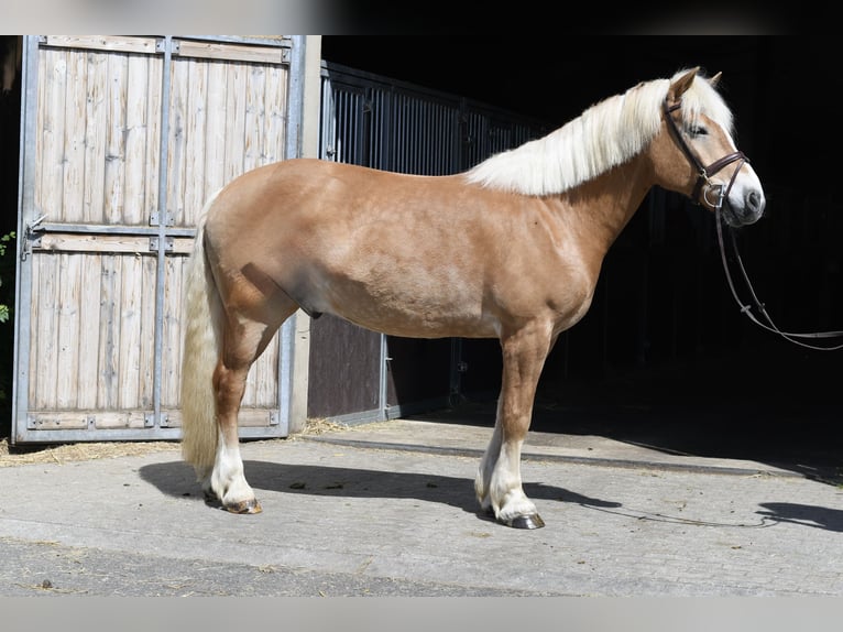 Haflinger / Avelignese Castrone 9 Anni 160 cm Palomino in Geilenkirchen