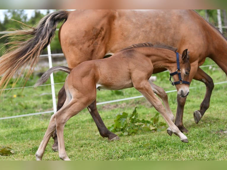 Haflinger / Avelignese Castrone  150 cm Falbo in Hastveda