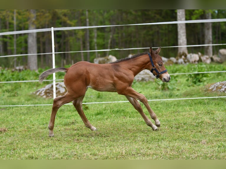 Haflinger / Avelignese Castrone  150 cm Falbo in Hastveda