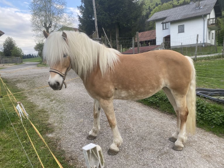 Haflinger / Avelignese Giumenta 10 Anni 138 cm Sauro in Angern