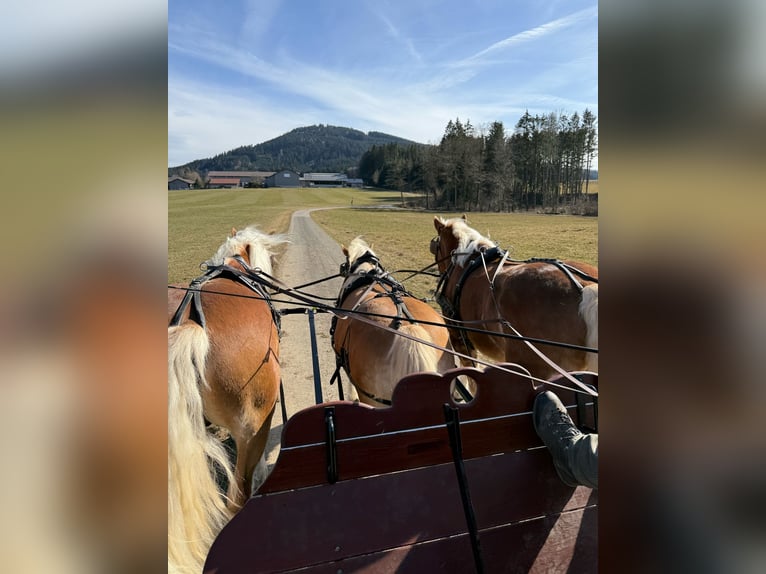 Haflinger / Avelignese Giumenta 10 Anni 138 cm Sauro in Angern