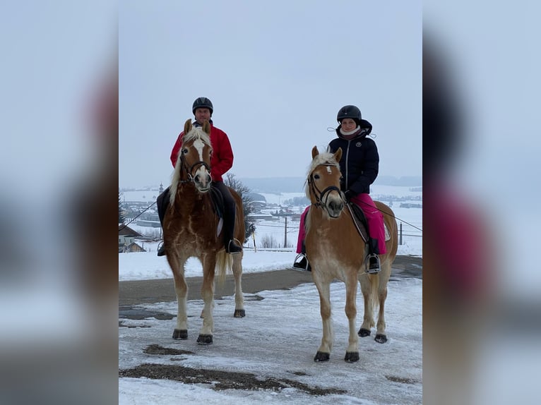 Haflinger / Avelignese Giumenta 10 Anni 138 cm Sauro in Angern