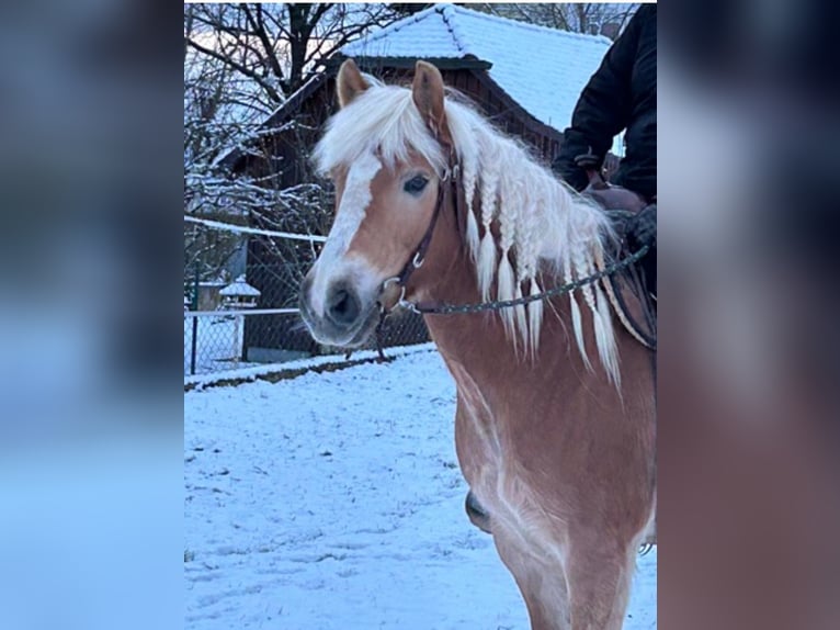 Haflinger / Avelignese Giumenta 10 Anni 145 cm  in Külbingen