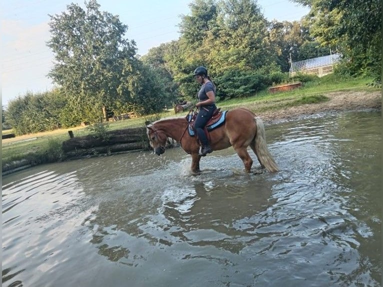 Haflinger / Avelignese Giumenta 10 Anni 147 cm Sauro in Rees