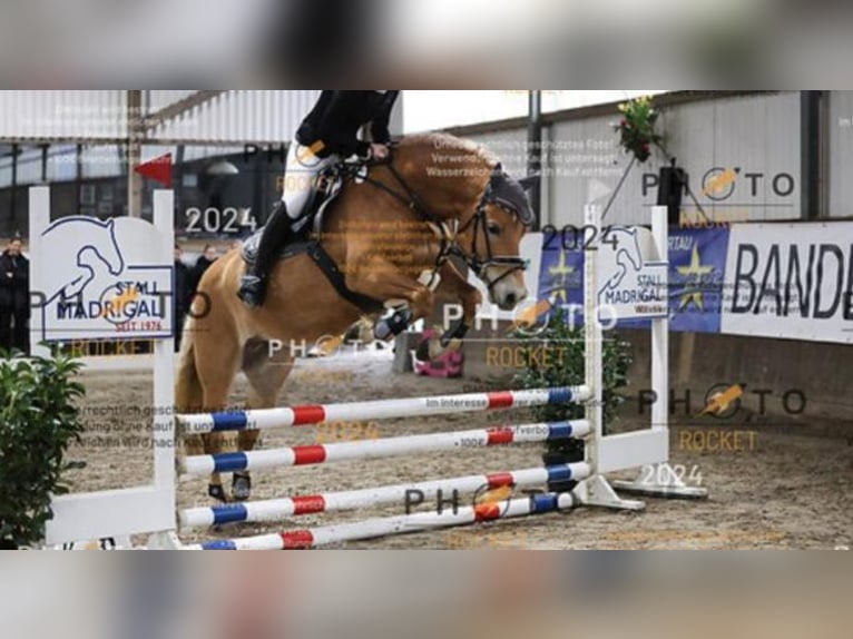 Haflinger / Avelignese Giumenta 10 Anni 148 cm Sauro in Kasseedorf