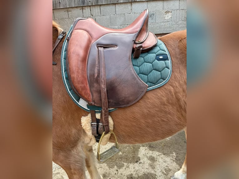 Haflinger / Avelignese Mix Giumenta 10 Anni 148 cm Sauro in Warngau