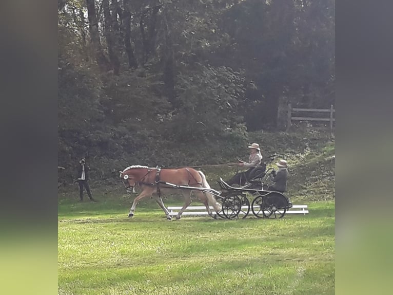 Haflinger / Avelignese Giumenta 10 Anni 150 cm Sauro in Arnoldstein