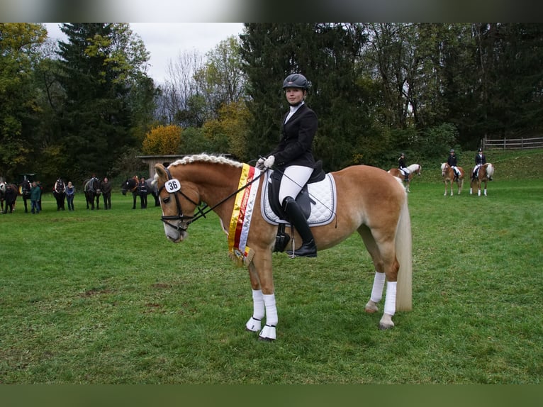 Haflinger / Avelignese Giumenta 10 Anni 150 cm Sauro in Arnoldstein