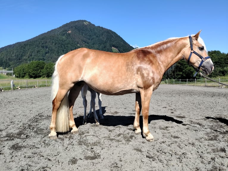 Haflinger / Avelignese Giumenta 10 Anni 150 cm Sauro in Arnoldstein