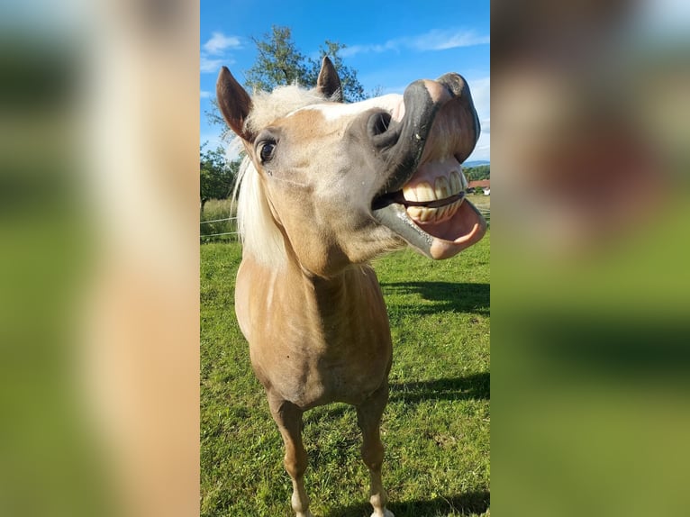 Haflinger / Avelignese Giumenta 10 Anni 150 cm Sauro in Burgerding