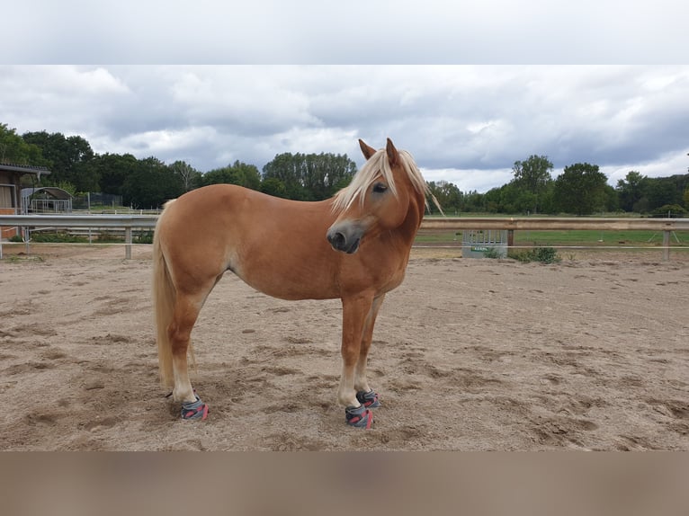 Haflinger / Avelignese Giumenta 10 Anni 152 cm Sauro in Bad Schönborn
