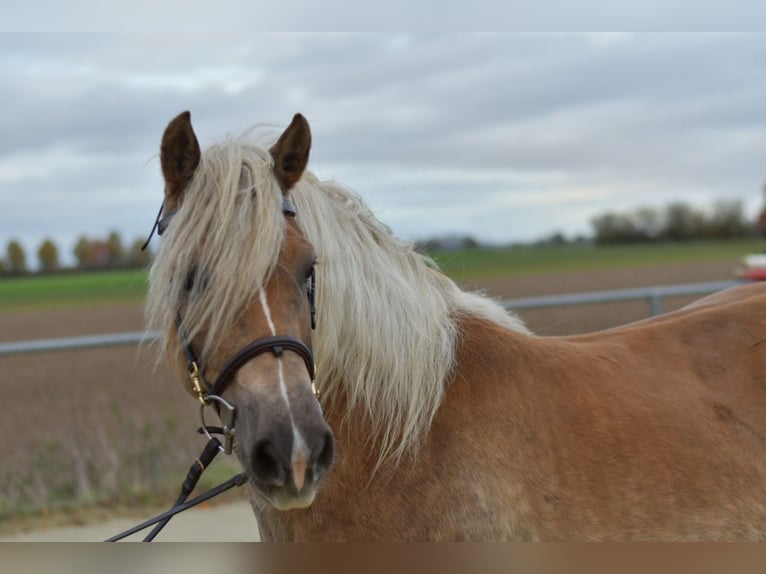 Haflinger / Avelignese Giumenta 10 Anni 155 cm Sauro in Geilenkirchen