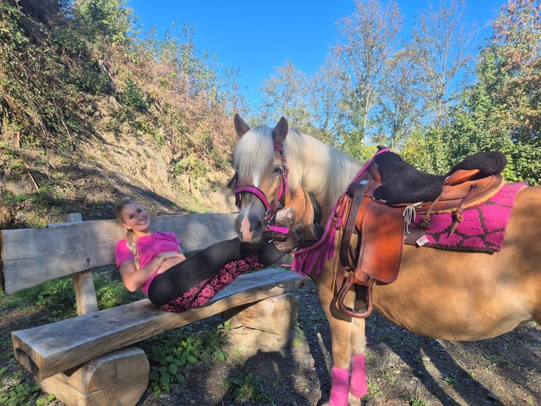Haflinger / Avelignese Giumenta 11 Anni 142 cm Sauro in Linkenbach