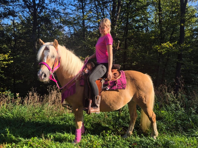 Haflinger / Avelignese Giumenta 11 Anni 142 cm Sauro in Linkenbach