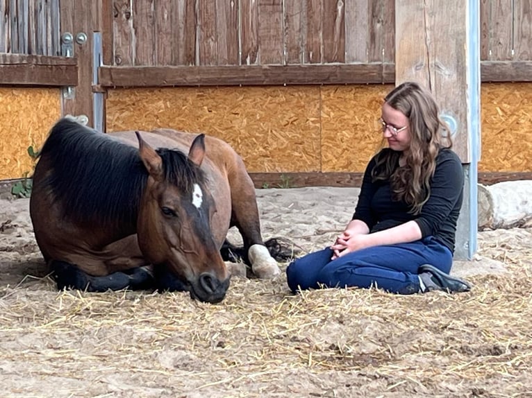 Haflinger / Avelignese Mix Giumenta 11 Anni 145 cm Falbo in R&#xFC;lzheim