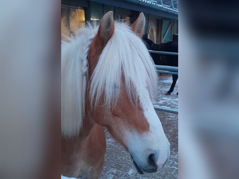 Haflinger / Avelignese Giumenta 11 Anni 147 cm Sauro in Hemmingen