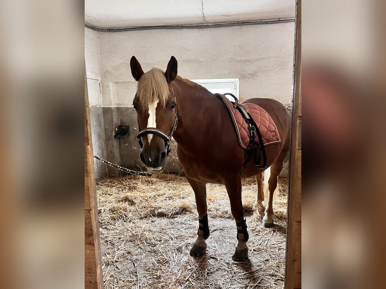 Haflinger / Avelignese Mix Giumenta 11 Anni 147 cm Sauro in Stroheim