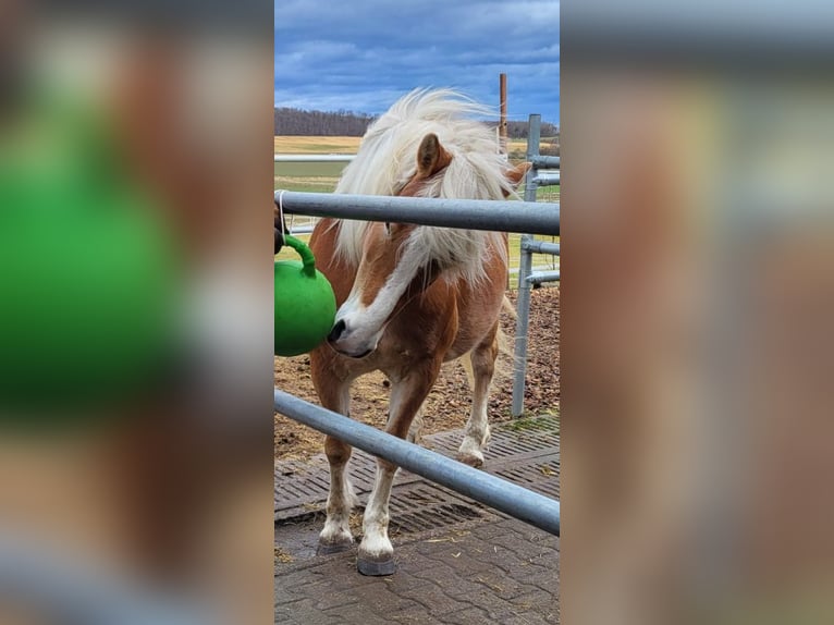 Haflinger / Avelignese Giumenta 11 Anni 147 cm Sauro in Hemmingen
