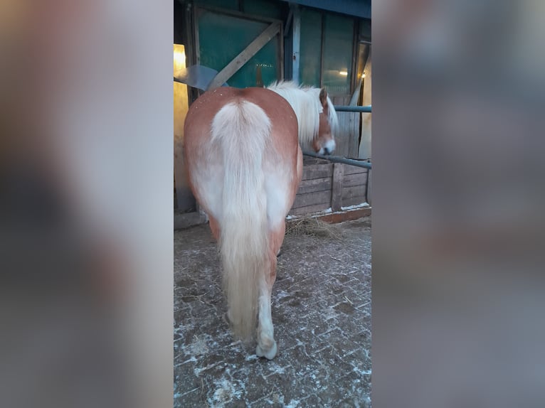 Haflinger / Avelignese Giumenta 11 Anni 147 cm Sauro in Hemmingen