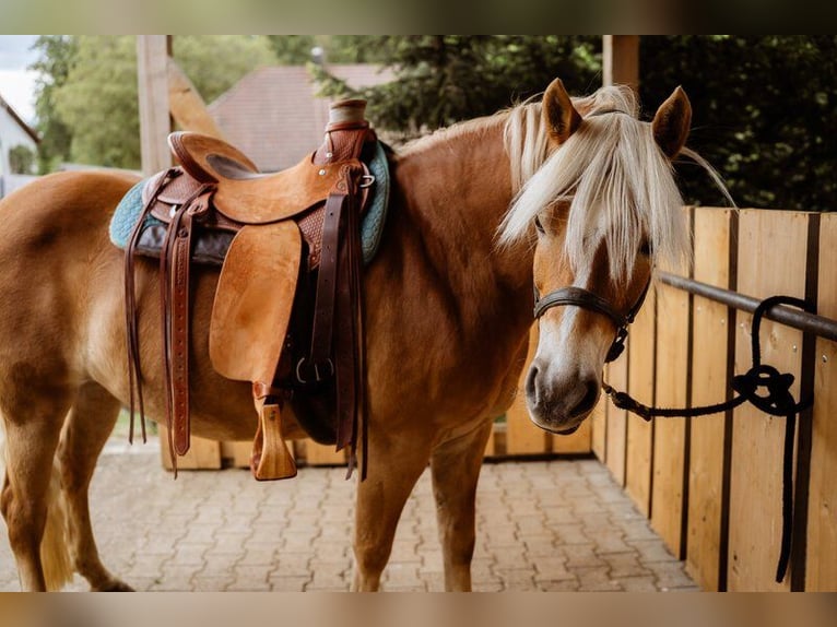 Haflinger / Avelignese Giumenta 11 Anni 148 cm Sauro in Blumberg