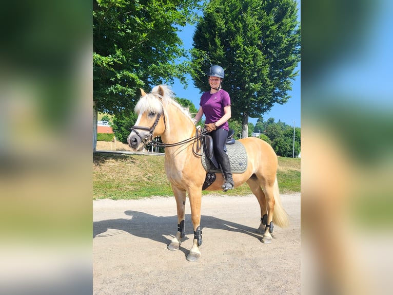 Haflinger / Avelignese Giumenta 11 Anni 149 cm Sauro in St. Veit an der Glan