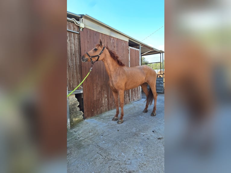 Haflinger / Avelignese Mix Giumenta 11 Anni 150 cm Sauro in Solarino