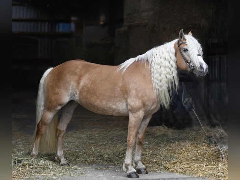 Haflinger / Avelignese Giumenta 11 Anni 155 cm Palomino in Geilenkirchen
