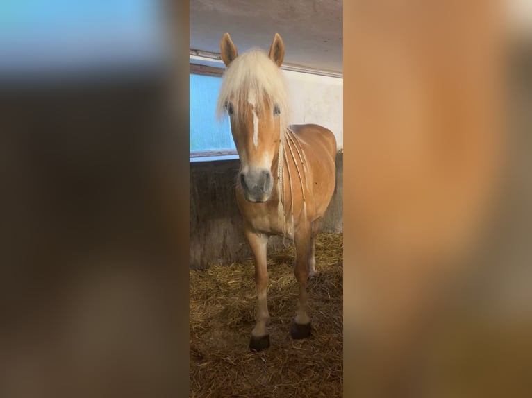 Haflinger / Avelignese Giumenta 12 Anni 148 cm  in Desselbrunn