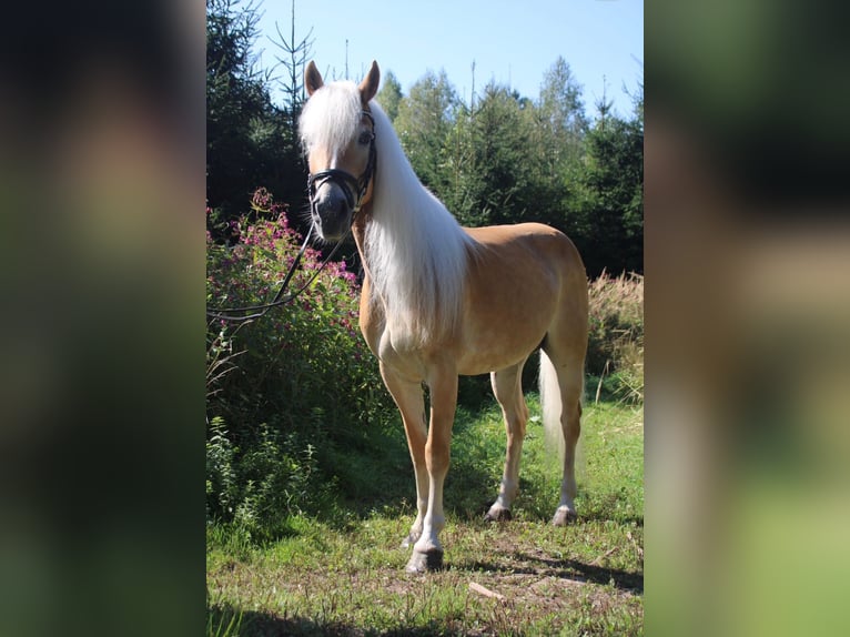 Haflinger / Avelignese Giumenta 12 Anni 148 cm  in Desselbrunn