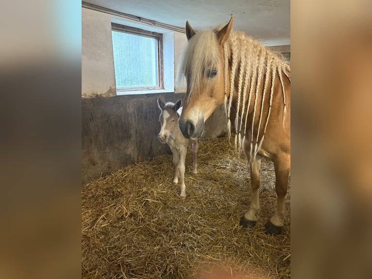Haflinger / Avelignese Giumenta 12 Anni 148 cm  in Desselbrunn
