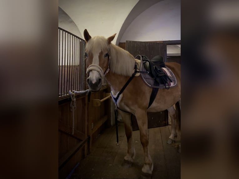 Haflinger / Avelignese Giumenta 12 Anni 150 cm Sauro in Murau