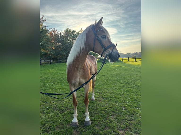Haflinger / Avelignese Giumenta 12 Anni 150 cm Sauro in Nettersheim