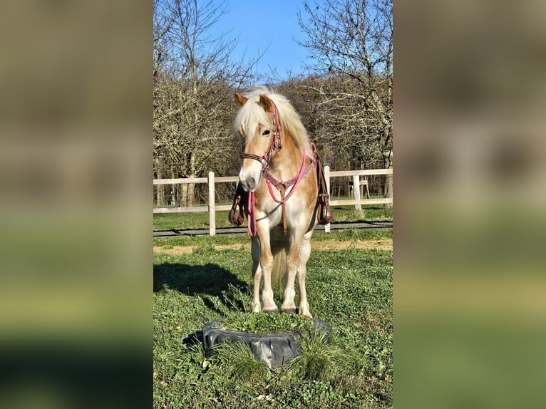 Haflinger / Avelignese Giumenta 12 Anni 150 cm Sauro in Linkenbach