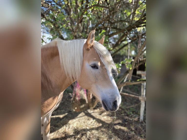Haflinger / Avelignese Giumenta 12 Anni 150 cm Sauro in Stettenhof