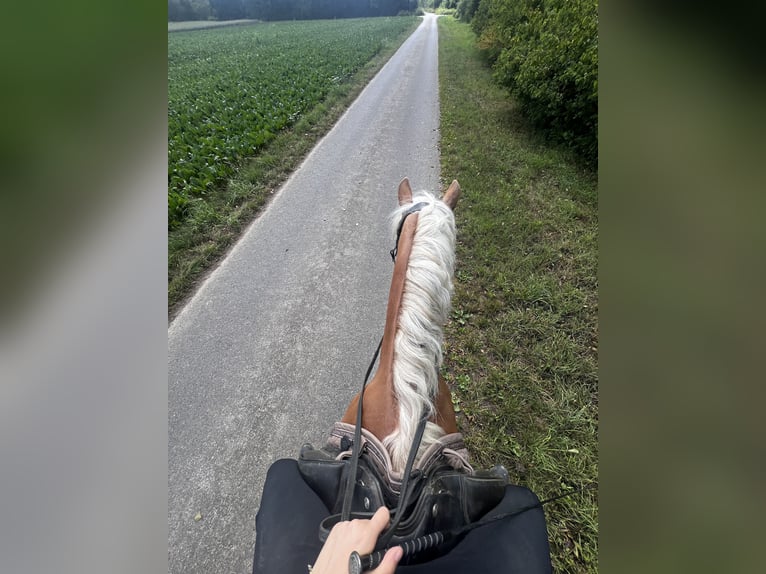 Haflinger / Avelignese Giumenta 12 Anni 155 cm Sauro in Eschweiler