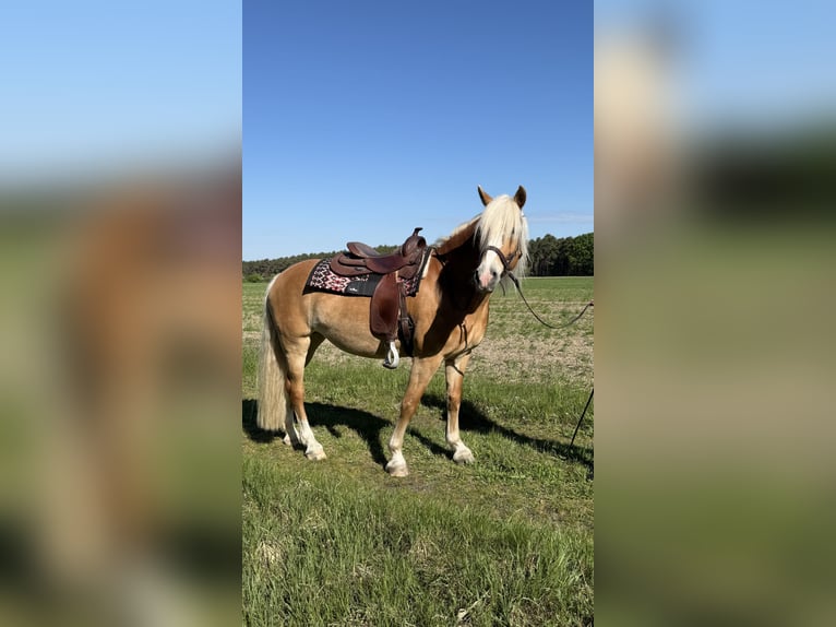 Haflinger / Avelignese Giumenta 12 Anni 158 cm  in Schmogrow-Fehrow