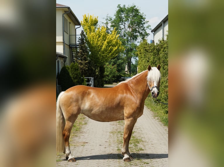 Haflinger / Avelignese Giumenta 12 Anni 158 cm  in Schmogrow-Fehrow