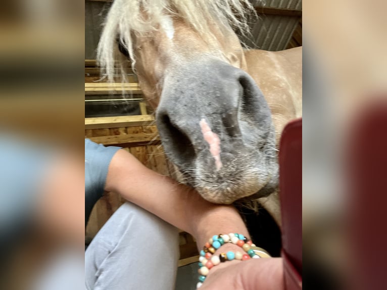Haflinger / Avelignese Giumenta 12 Anni 160 cm Pelle di daino in Bad Segeberg