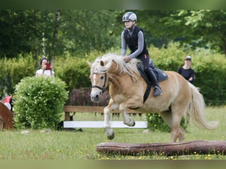 Haflinger / Avelignese Giumenta 12 Anni 160 cm Pelle di daino in Bad Segeberg