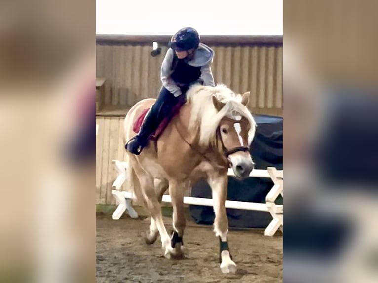 Haflinger / Avelignese Giumenta 12 Anni 160 cm Pelle di daino in Bad Segeberg