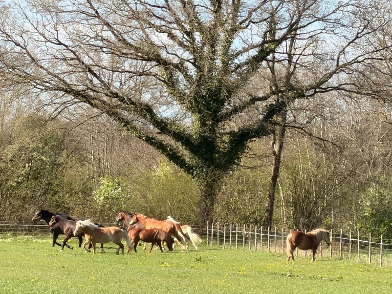 Haflinger / Avelignese Giumenta 12 Anni 160 cm Pelle di daino in Bad Segeberg