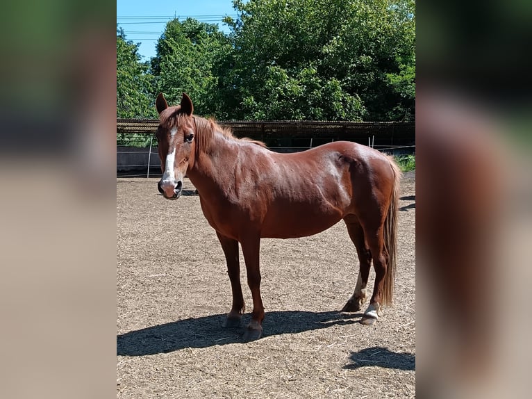 Haflinger / Avelignese Mix Giumenta 13 Anni 138 cm Sauro in Kaiserslautern Haflinger / Avelignese Mix Giumenta 13 Anni 138 cm Sauro in Kaiserslautern